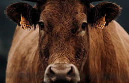 � ������� ���������� ���� ��� ���������� 