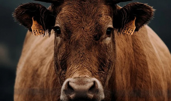 � ������� ���������� ���� ��� ���������� 