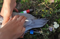 ������� �� ������� ������� �� ����� 