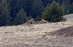 � ������� ���������� ����������� �����