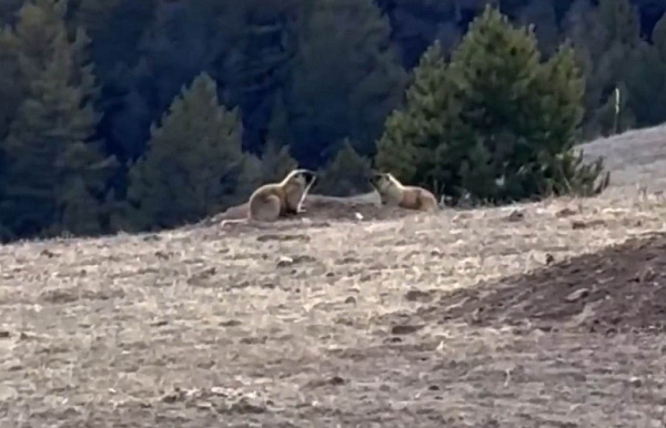 � ������� ���������� ����������� �����