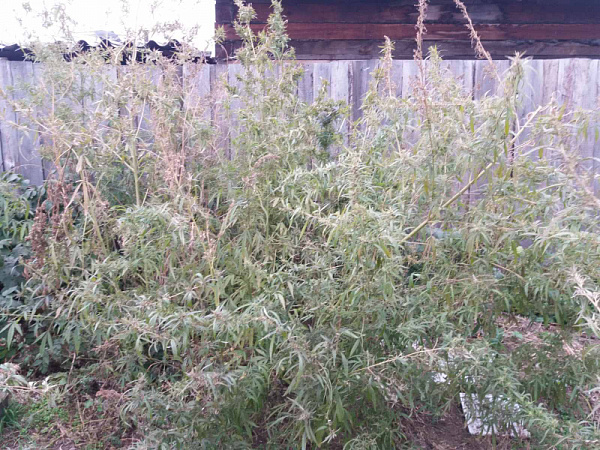 ������ ������� ������� ������ �������