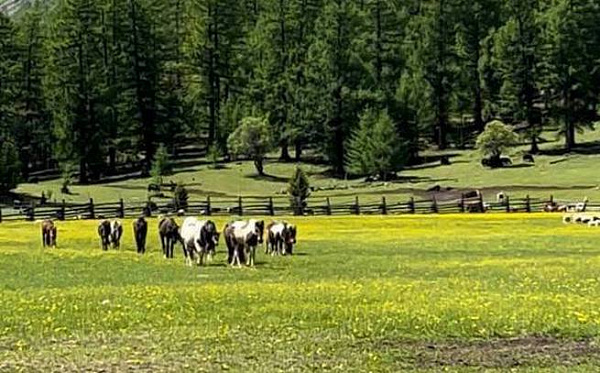 � ������� ����� ����� ��������� ���������� ������