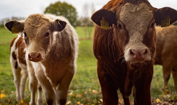 � ������� ��������� ����� ����� �� ������ � �������� 