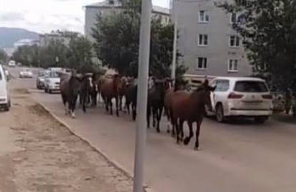 «Большая деревня»: Табун лошадей бегал в Улан-Удэ