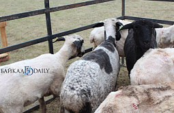 � ������� ������ ����� ��� ������� ����