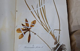 В Бурятии оцифруют уникальный гербарий XIX века