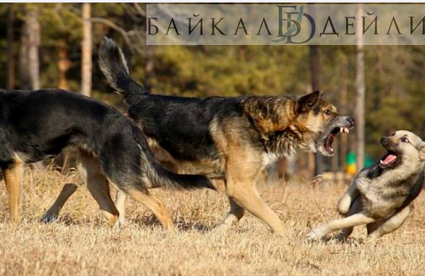 � ���������� ����� ����� ������ �� 11-������� ��������