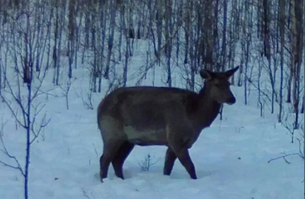 � ���������� � �������� ����������� ������ ���������-��������