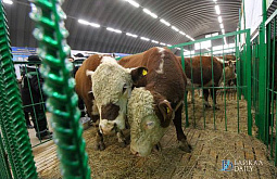 � ������� �������� ����������� ����� �� 5 ����� �����