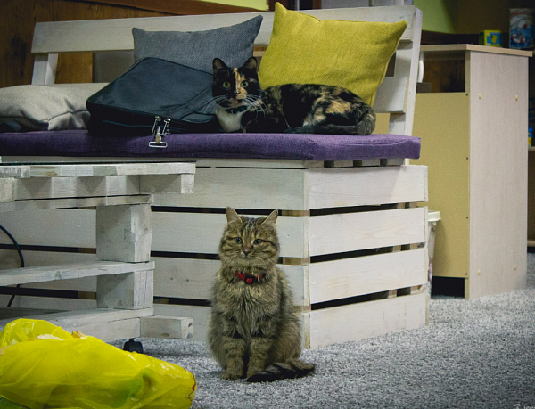 � ����-��� ��������� ������ �������� (����)