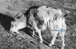 � ���� ������� ������ ������� ���� ��� � ������