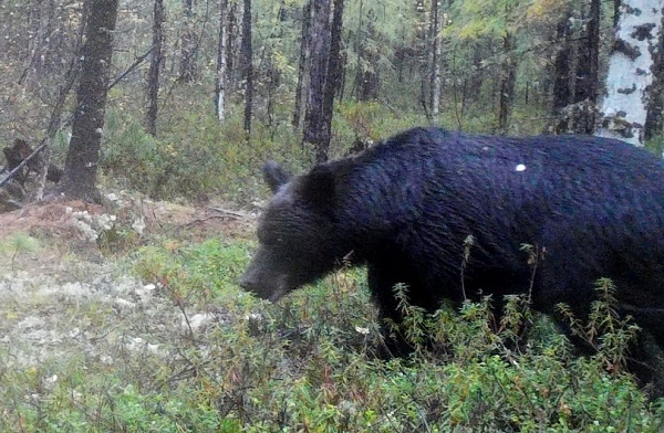 � ������� �������� �������� ����� 