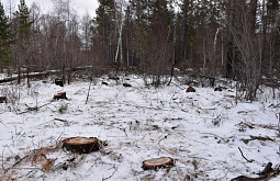 В Иркутской области шестеро мужчин срубили 43 лиственницы