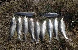 В Бурятии омулёвый браконьер выловил рыбы на 80 тысяч рублей