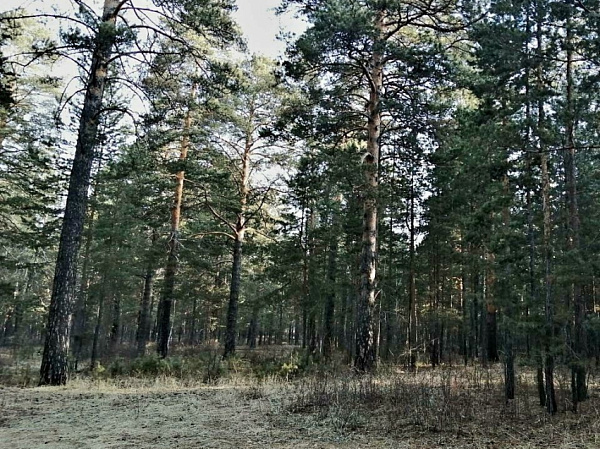 � ���� ����������� �������� �������� ��������