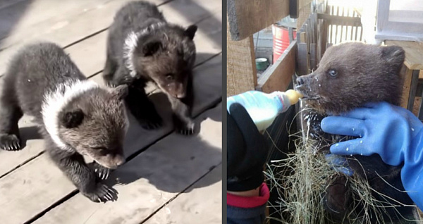 ��������-��������� �� ������� ��������� � ���������� ������� 