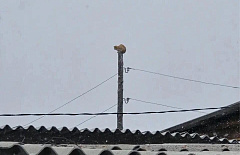 � ������� ������ ������ �� ����, ����������� �� ������������