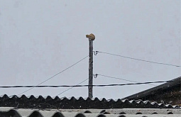 � ������� ������ ������ �� ����, ����������� �� ������������