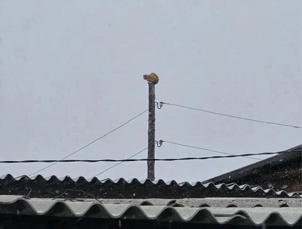 � ������� ������ ������ ����, ����������� �� ������������