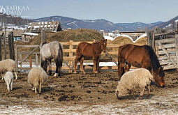 ���� ��������� ��� ������ ����� � ������ ������� � ������� 