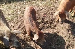 � ������� ���������� ������������ ���������� ������