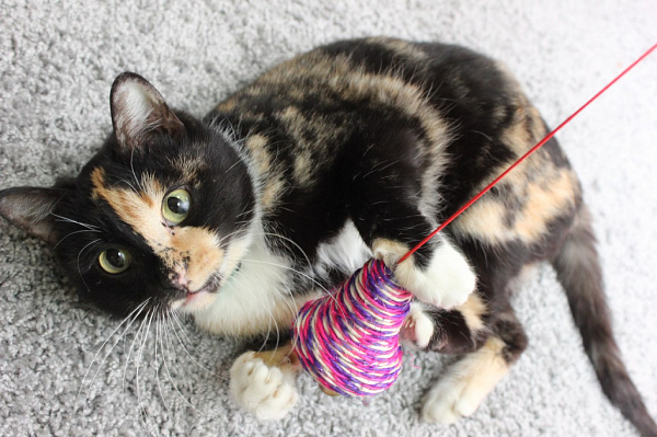 � ����-��� ������� �� �������� ������������ ��������