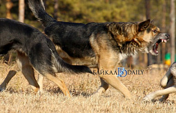 � ������� ������ ����������� �� ������������ �������