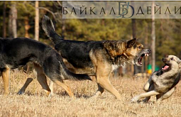 � ���������� ����� ����� ������ �� 11-������� ��������