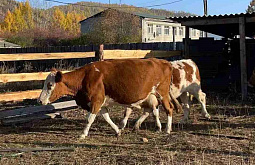 В районе Бурятии продолжается облава на коров