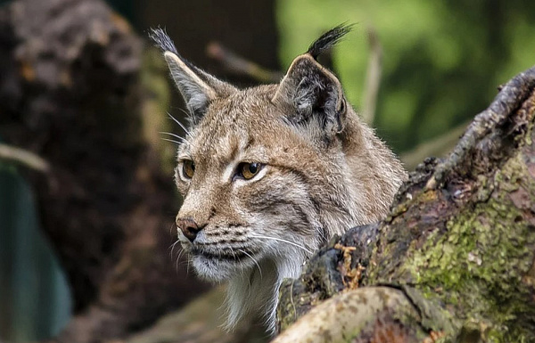 ������ ������� ������ � ��������� ����