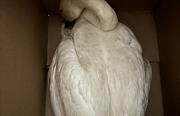 Найденного на озере в Бурятии лебедя могли подстрелить