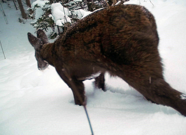 � ��������� ������� ���������������� ����������� �������