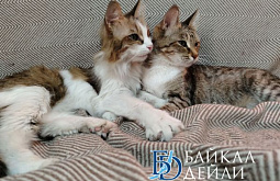 ������������ ������������ �� ���������� ������ �����