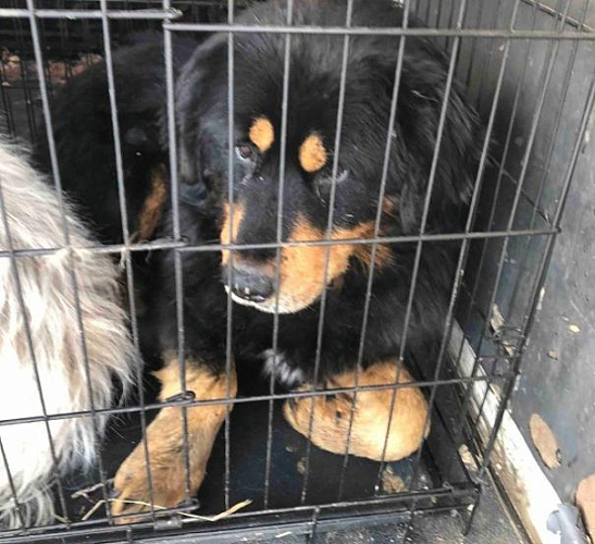 «Реально страшно»: Людей в пригородном селе Бурятии запугала огромная собака