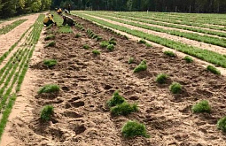 � ������� �������� ������ ���� ��������������� �����