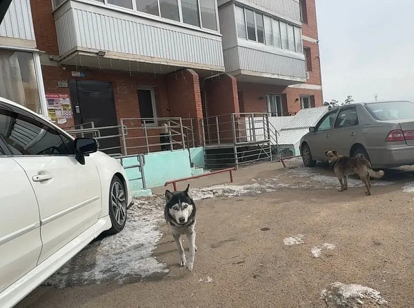 � ������������ ����-��� ������ �����