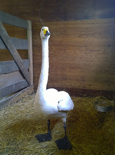 ������� ������ �� ������� ��� �� ��������