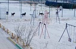 � ����-��� ��������� ���������� ��������� ������ ������