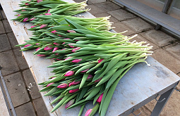 �������� �� ������� ����� � ����-���