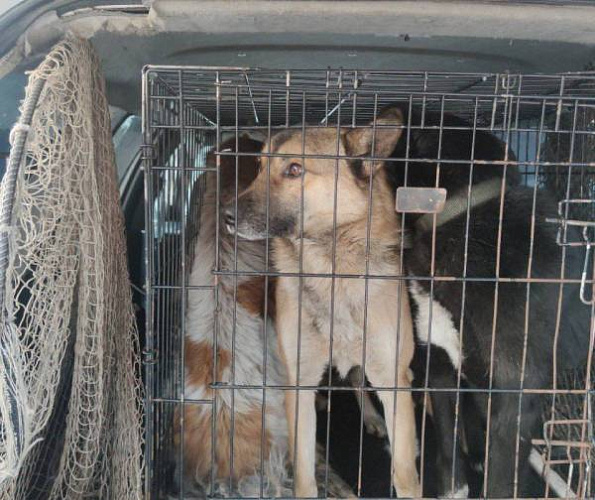 В Улан-Удэ более 60% отловленных собак оказались хозяйскими