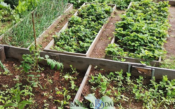 Жителей Бурятии предостерегли от выращивания популярного цветка