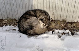 ������-������ ��������� �� ����� �� ������ �������