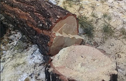 В Бурятии «чёрный» лесоруб возместит ущерб, причинённый окружающей среде 