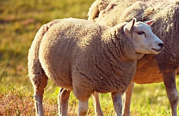 ��������� ���������� �������������� ������� �� ������������ ������