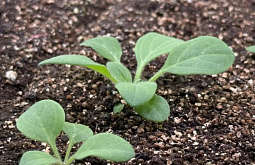 � ������� ������� ����������� ������ ������