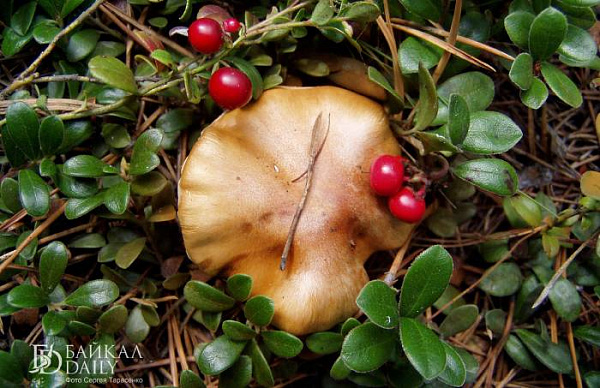 ����-������� ��������� ���� �� �����, �� ����� 