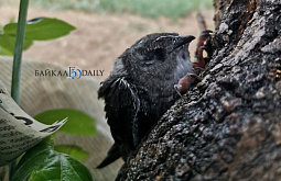 ��������������� ������ �� �������� �������� ������� �� �������