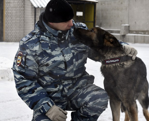 Собака Ким помогла раскрыть кражу в Чите