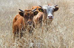 � ������� ��������� ������� ������������